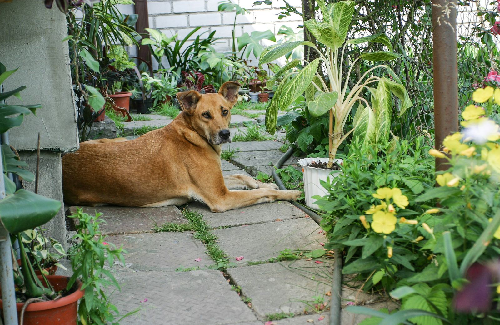 Un perro echado en el patio de una casa